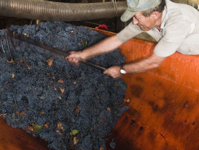 Visite et dégustation des vins de paysan