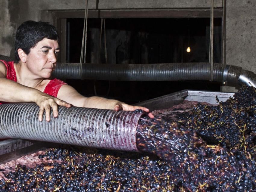 Visite et dégustation des vins de paysan